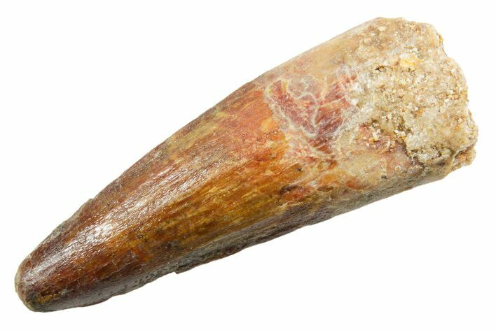 Fossil Spinosaurus Tooth - Real Dinosaur Tooth #362919